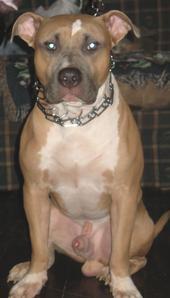Stud Dogs in PA